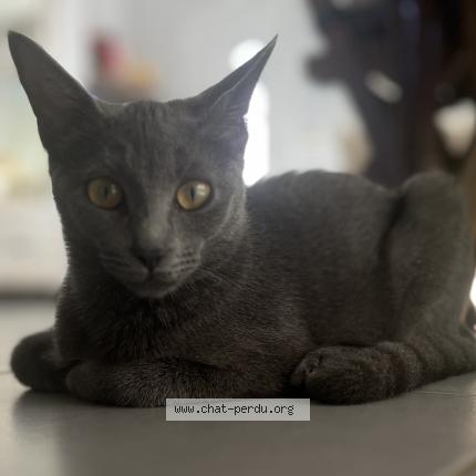 Foto 1/1 AHSOKA Chat perdido en Balaruc le bieux