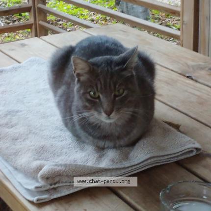 Foto 1/1 Gato encontrado Encontrado en Vico