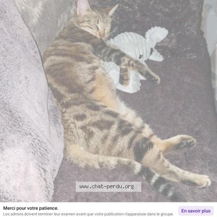 Foto 1/1 Vaiano Chat perdido en Gratentour