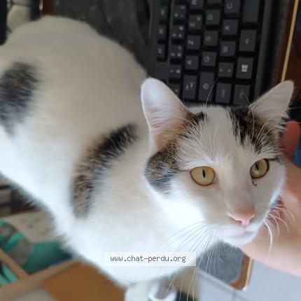 Foto 1/1 Chiro Chat perdido en Montreuil juigne