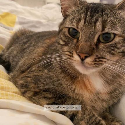 Foto 1/1 Tornade Chat perdido en Har