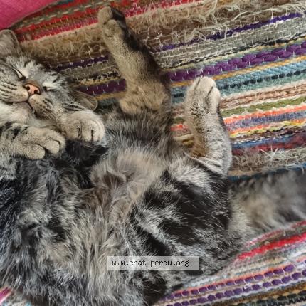 Foto 1/1 Jo Chat perdido en Etables sur mer