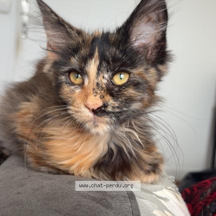 Foto 1/1 Azza Chat perdido en Provins