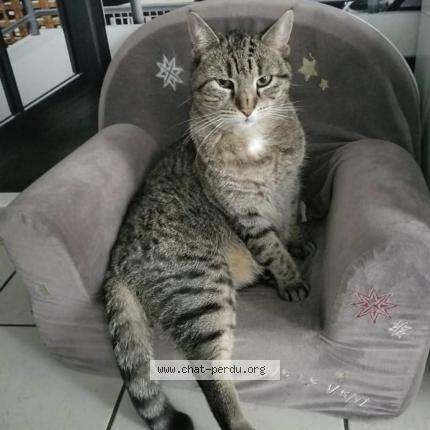 Foto 1/1 Gucci Chat perdido en Melun