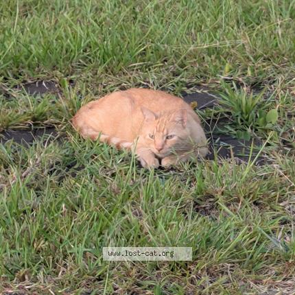 Foto 1/1 Koopah Chat perdido en Ludowici