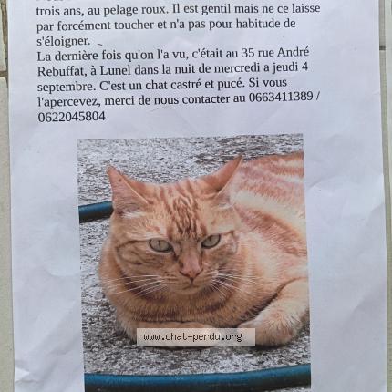 Foto 1/1 TIKO Chat perdido en Lunel