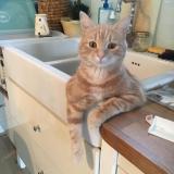 Foto del gato perdido en Toulouse