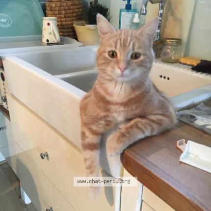 Foto 1/1 Piko Chat perdido en Toulouse