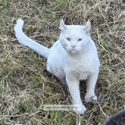 Foto 1/1 Gato encontrado Encontrado en Montreal