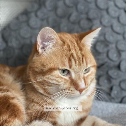 Foto 1/1 Gato encontrado Perdido en Paris