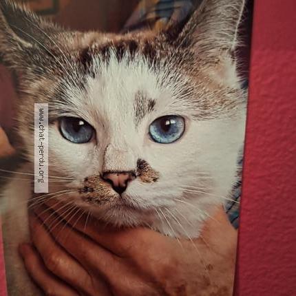 Foto 1/1 Blanco Chat perdido en Prayssac