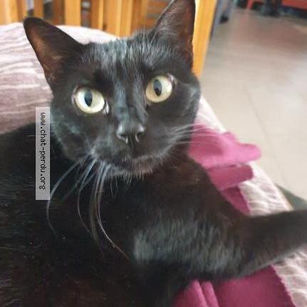 Foto 1/1 ABBLE Chat perdido en Ebreuil