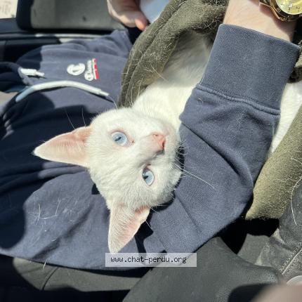 Foto 1/1 Moon Chat perdido en Reims