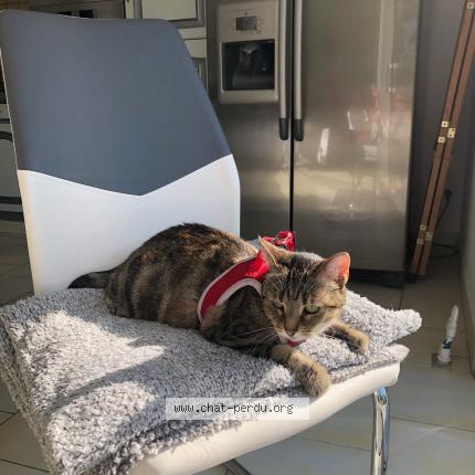 Foto 1/1 Plume Chat perdido en Loury