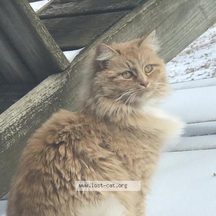 Foto 1/1 Dookie Chat perdido en Batesville