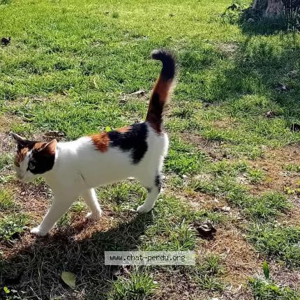 Foto 1/1 Gato encontrado Encontrado en Saint sulpice de cognac