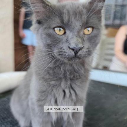 Foto 1/1 Moon Chat perdido en Carcassonne