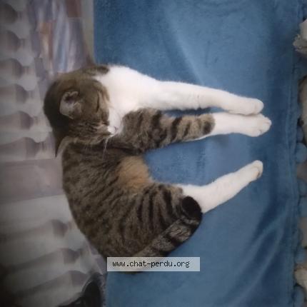 Foto 1/1 Gato encontrado Encontrado en Breteuil sur iton