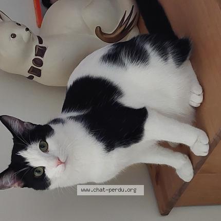 Foto 1/1 TIPILOU Chat perdido en Saint pierre des corps