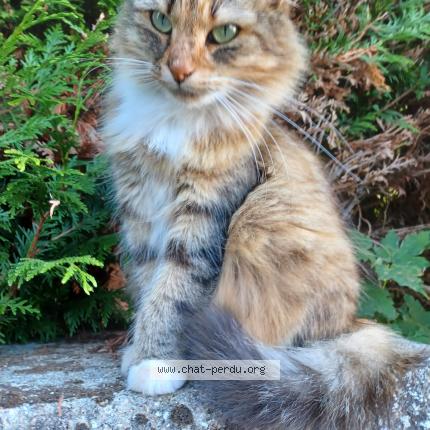 Foto 1/1 RHUM Chat perdido en Gray