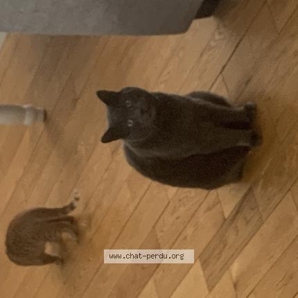 Foto 1/1 Scotty Chat perdido en L assomption