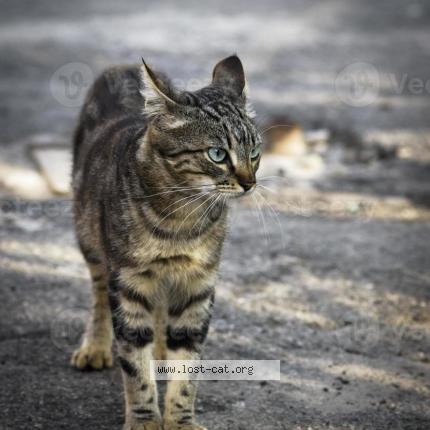 Foto 1/1 Gato encontrado Encontrado en Calgary