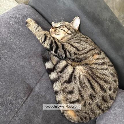 Foto 1/1 Zola Chat perdido en Ougree