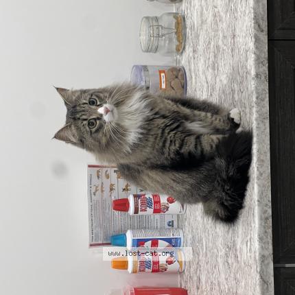 Foto 1/1 Mittens Chat perdido en Sherwood park