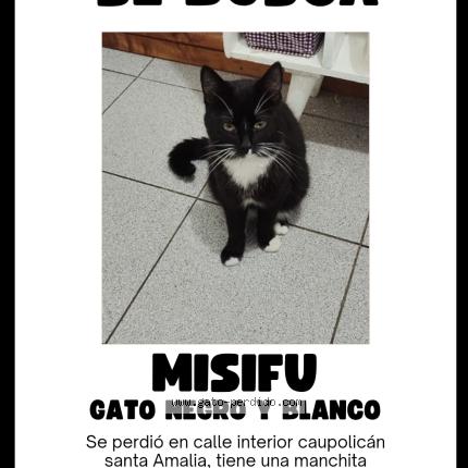 Foto 1/1 Misifu Chat perdido en Requinoa