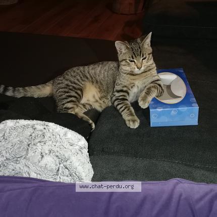 Foto 1/1 Soukie Chat perdido en Gujan mestras