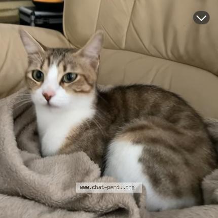 Foto 2/2 sylfie Chat perdido en Drancy