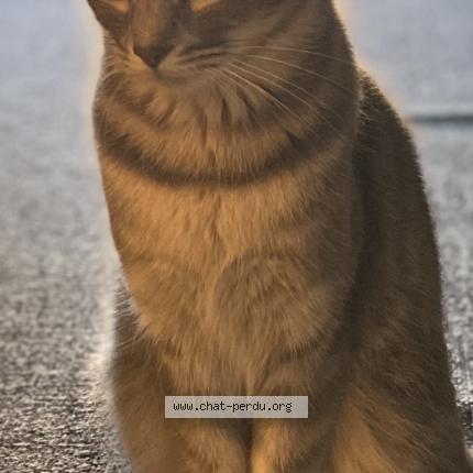 Foto 1/1 Mimichat Chat perdido en Civrieux d azergues