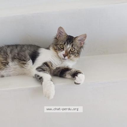 Foto 1/1 Zoro Chat perdido en Saint aunes