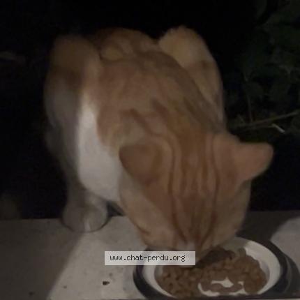 Foto 1/1 Gato encontrado Encontrado en Paris