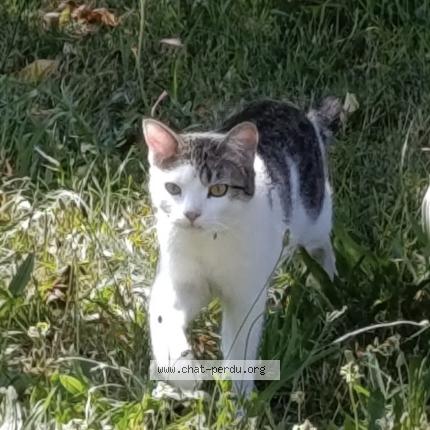 Foto 1/1 MOUSSE Chat perdido en Varennes sur usson