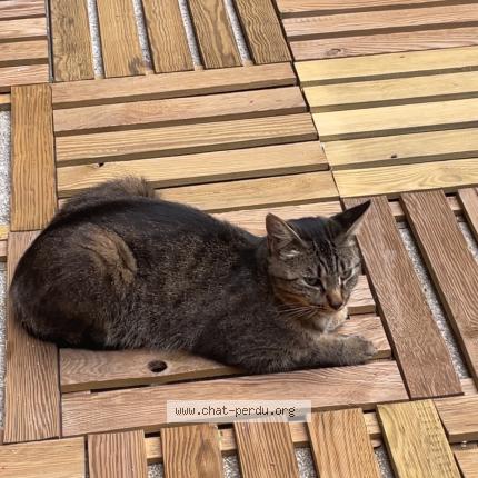 Foto 1/1 Mecca Chat perdido en Le cres