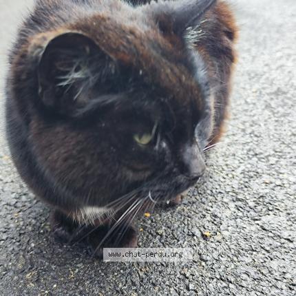 Foto 1/1 Gato encontrado Encontrado en Watermael boitsfort