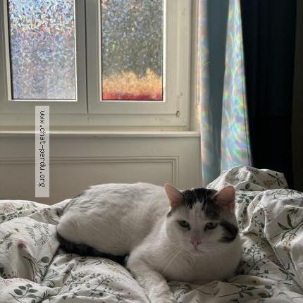 Foto 1/1 Picsou Chat perdido en Neuchatel