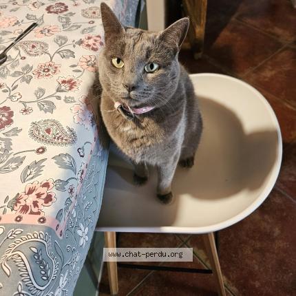 Foto 1/1 simba Chat perdido en Unias