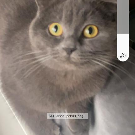 Foto 1/1 Mokka Chat perdido en Folkling gaubiving