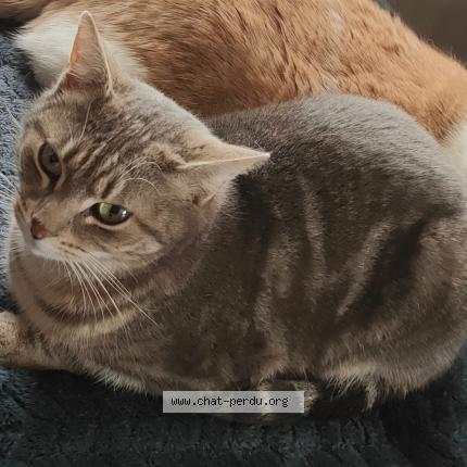 Foto 1/1 Mimine Chat perdido en Thiant