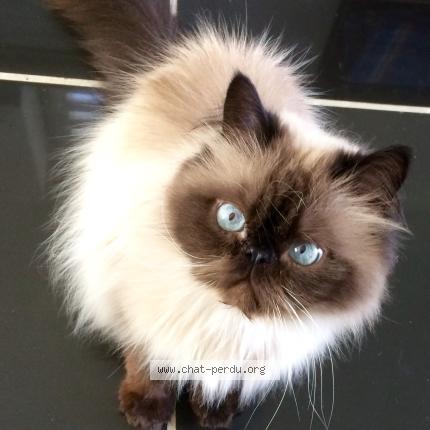 Foto 1/1 Eyzoo Chat perdido en Briare