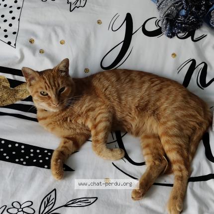 Foto 1/1 Tigane Chat perdido en Niort