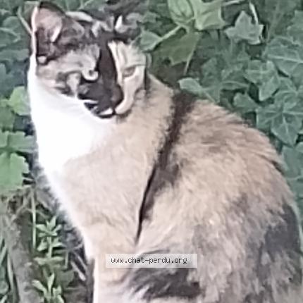 Foto 1/1 Gato encontrado Encontrado en Aiffres