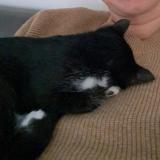 Foto del gato perdido en Saint Just