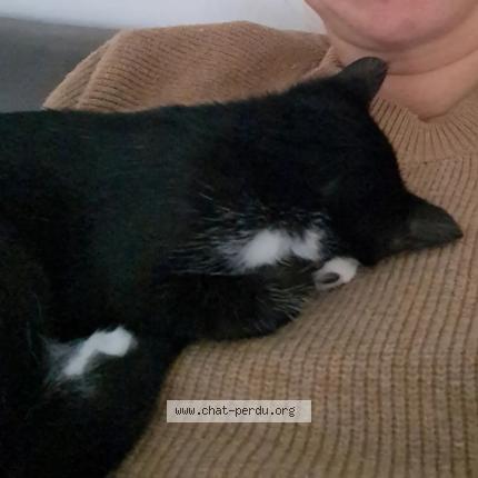 Foto 1/1 Aby Chat perdido en Saint just