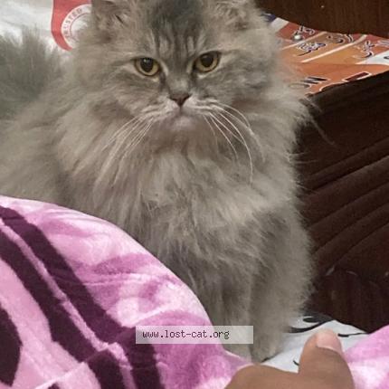 Foto 1/1 Mano Chat perdido en Sargodha