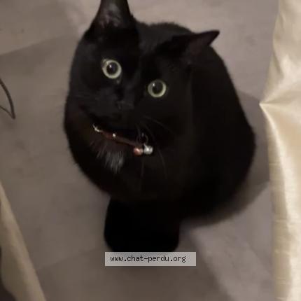 Foto 1/1 Baghera Chat perdido en Montpellier