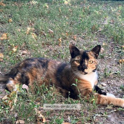 Foto 1/1 toundra Chat perdido en Saint genis laval