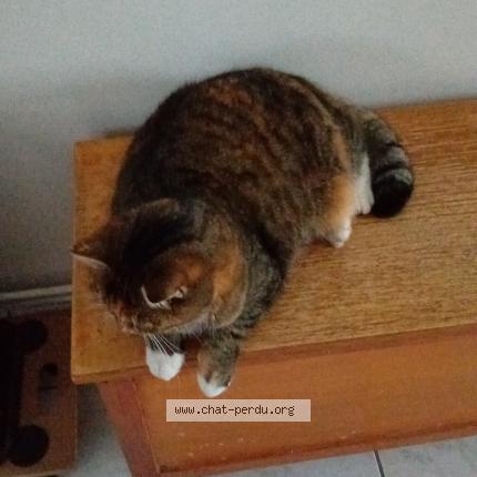 Foto 1/1 Rizette Chat perdido en Aire sur la lys